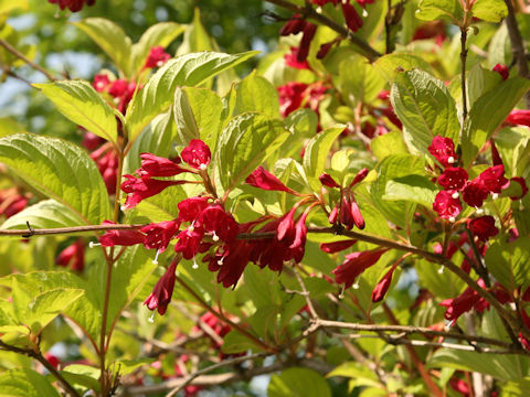 Weigela decora f. unicolor