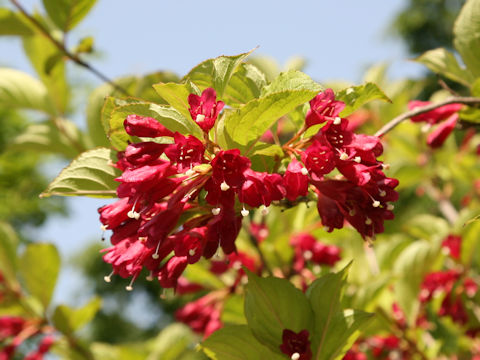 Weigela decora f. unicolor