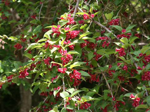 Weigela decora f. unicolor