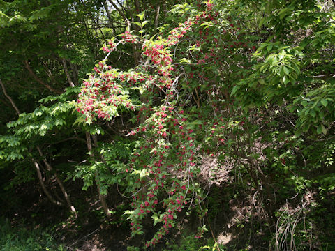 Weigela decora f. unicolor