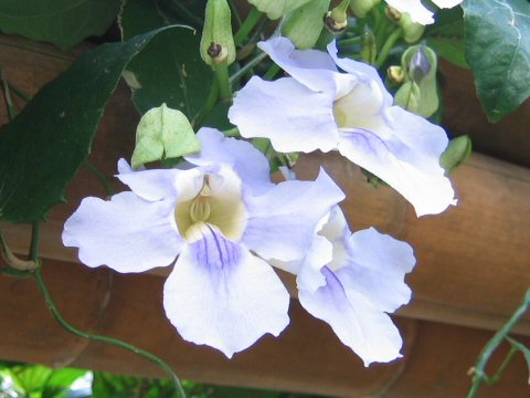 Thunbergia grandiflora