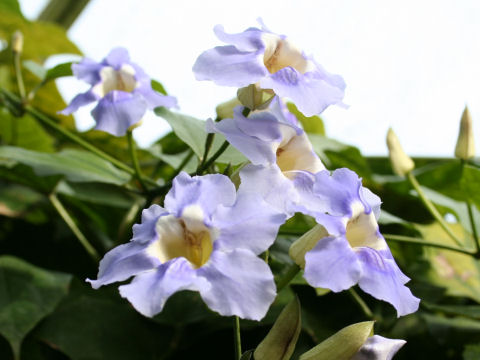 Thunbergia grandiflora