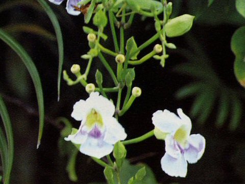 Thunbergia grandiflora