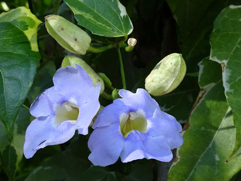 Thunbergia grandiflora