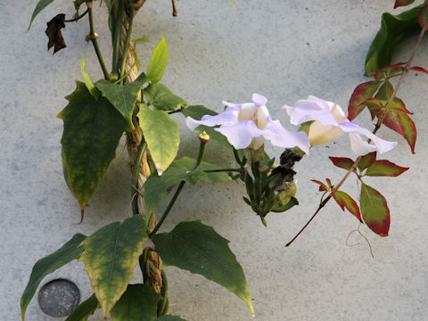 Thunbergia grandiflora