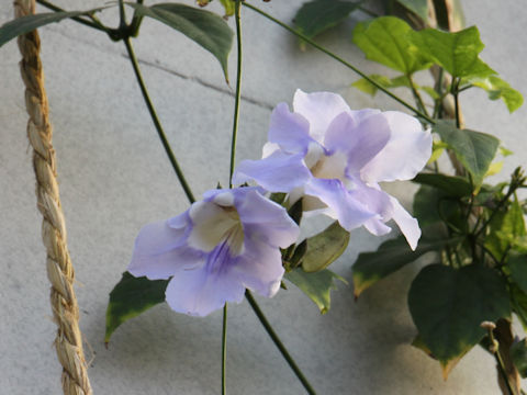 Thunbergia grandiflora