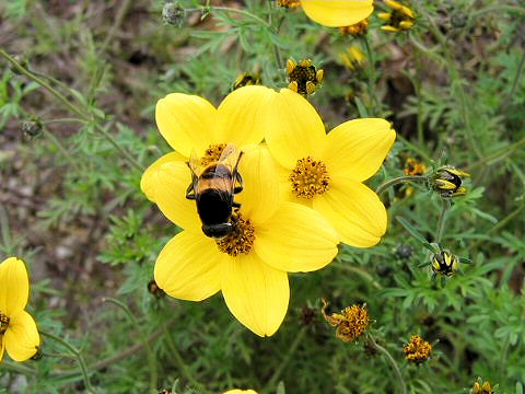 Bidens ferulifolia