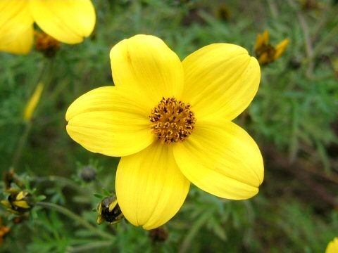 Bidens ferulifolia