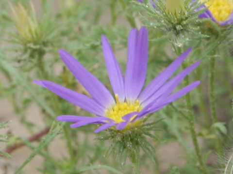 Xylorhiza wrightii