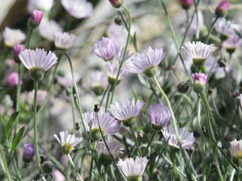 Xylorhiza wrightii