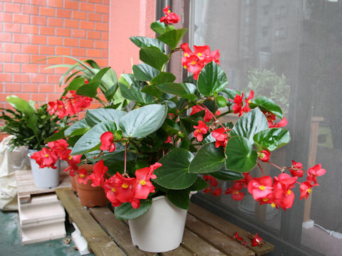 Begonia x benariensis