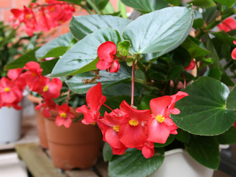 Begonia x benariensis