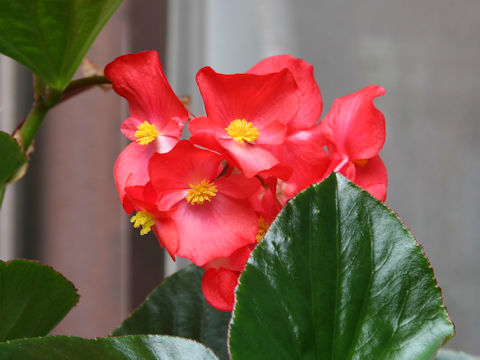 Begonia x benariensis