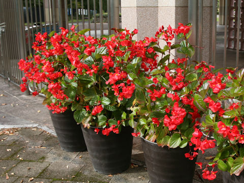 Begonia x benariensis