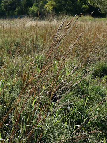 Andropogon gerardii