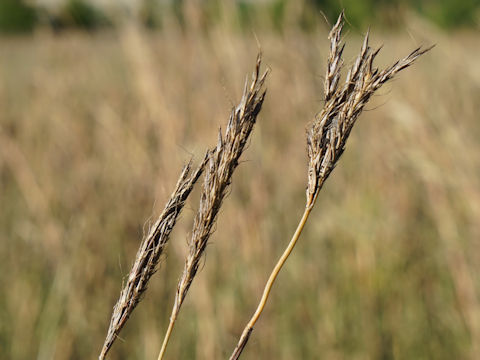 Andropogon gerardii