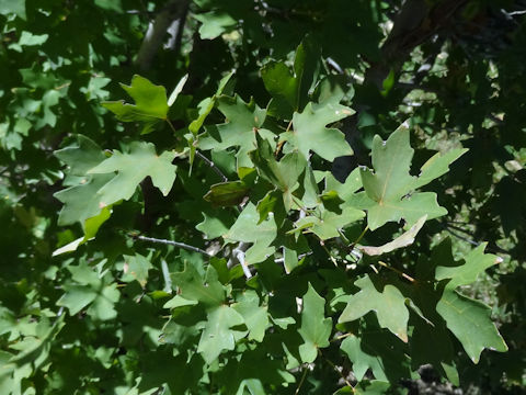 Acer grandidentatum var. sinuosum