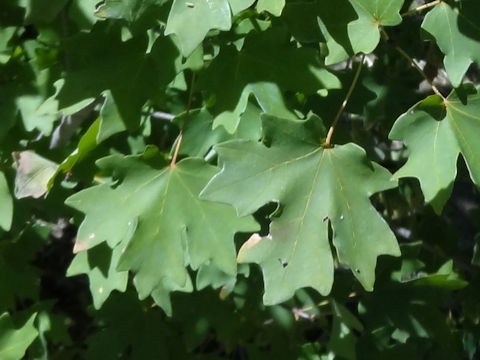 Acer grandidentatum var. sinuosum