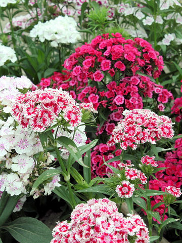 Dianthus barbatus