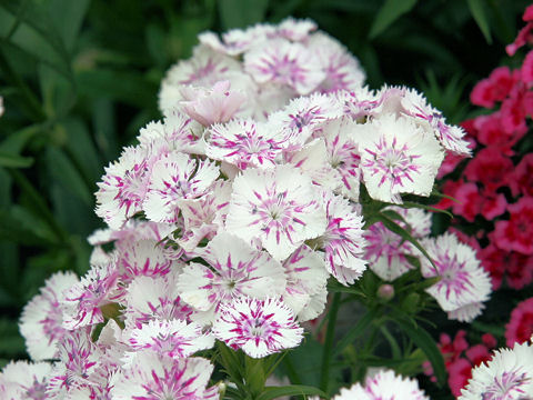 Dianthus barbatus