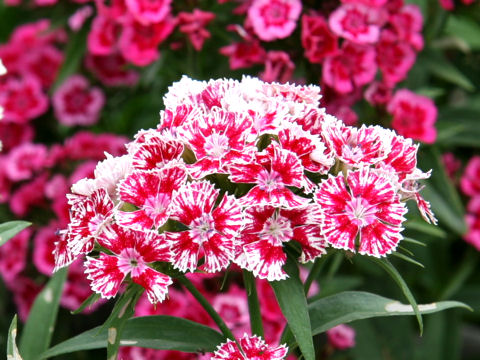 Dianthus barbatus