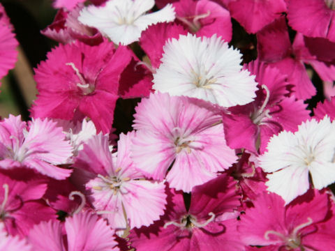 Dianthus barbatus