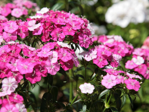 Dianthus barbatus