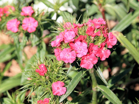 Dianthus barbatus