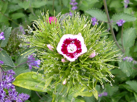 Dianthus barbatus