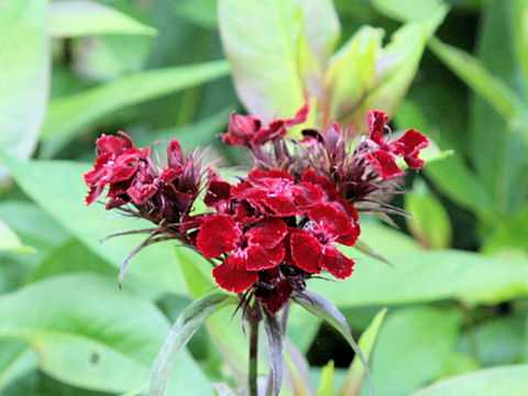 Dianthus barbatus