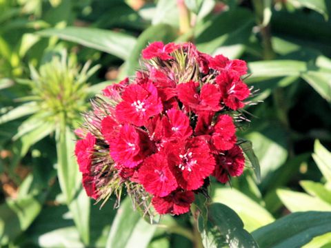 Dianthus barbatus