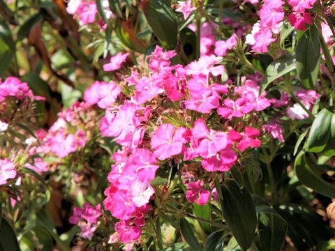 Dianthus barbatus