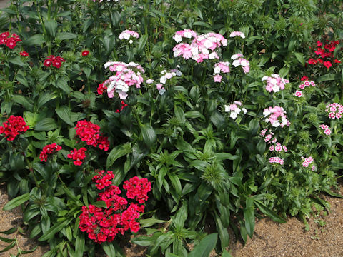 Dianthus barbatus