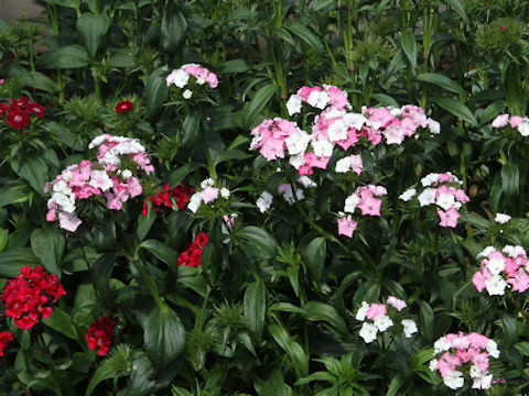 Dianthus barbatus