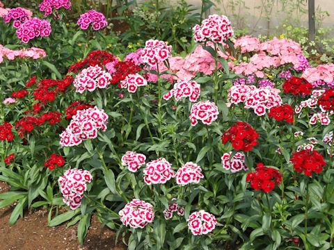 Dianthus barbatus