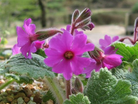 Primula kisoana cv. Velvet