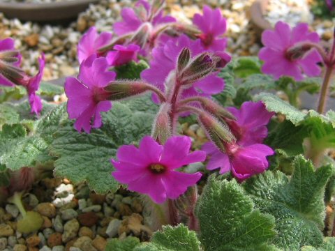 Primula kisoana cv. Velvet