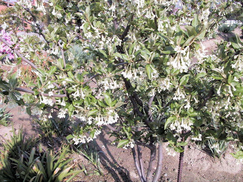 Elaeagnus multiflora var. hortensis cv. Gigantea