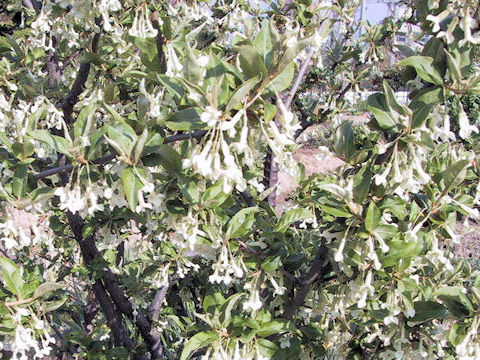 Elaeagnus multiflora var. hortensis cv. Gigantea