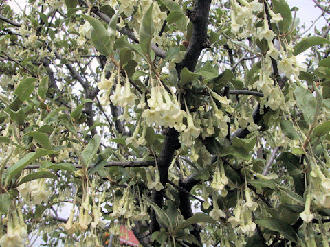 Elaeagnus multiflora var. hortensis cv. Gigantea