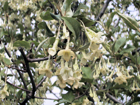 Elaeagnus multiflora var. hortensis cv. Gigantea