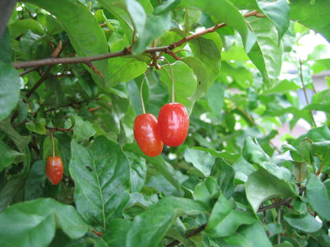 Elaeagnus multiflora var. hortensis cv. Gigantea