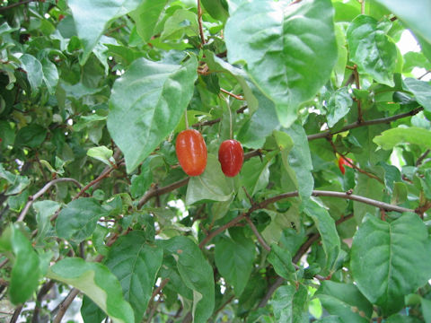 Elaeagnus multiflora var. hortensis cv. Gigantea