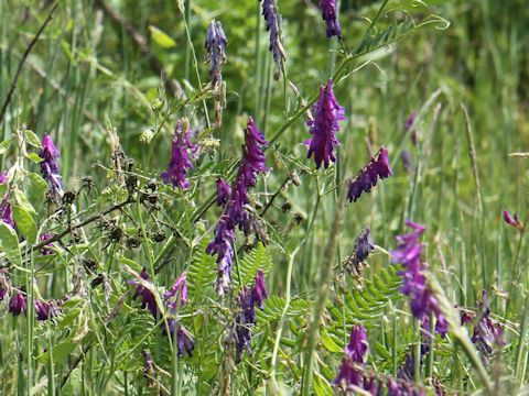 Vicia villosa