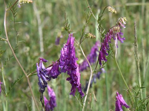 Vicia villosa