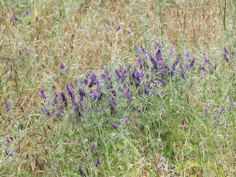 Vicia villosa