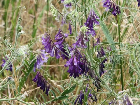 Vicia villosa