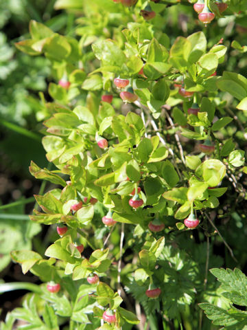 Vaccinium myrtillus