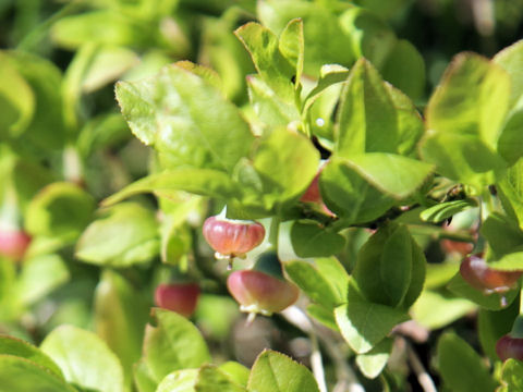 Vaccinium myrtillus