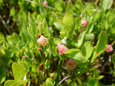 Vaccinium myrtillus